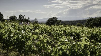 Parcelle de vigne du Grenache